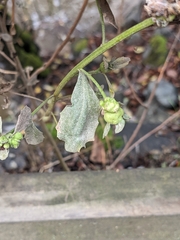Rhopalomyia californica