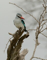 Halcyon senegalensis