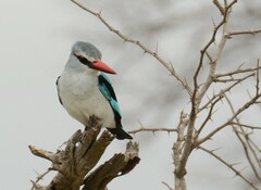 Halcyon senegalensis