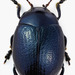Plantain Leaf Beetle - Photo (c) Christoffer Fägerström, some rights reserved (CC BY-NC)