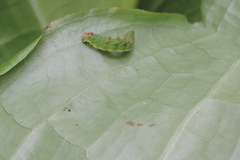 Geometra papilionaria