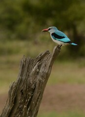 Halcyon senegalensis