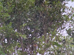 Sakesphorus canadensis