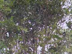 Sakesphorus canadensis