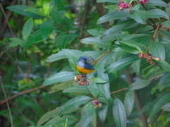 Dicaeum trigonostigma