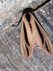 Creatonotos gangis-interrupta agg