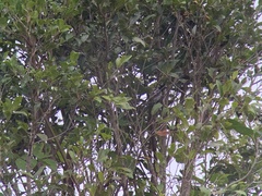 Sakesphorus canadensis