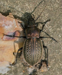 Carabus ulrichii