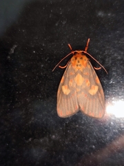 Ammatho cuneonotatus