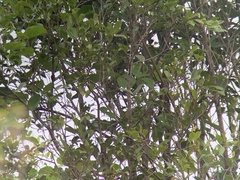 Sakesphorus canadensis