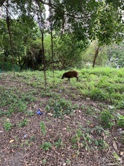 Sus scrofa moupinensis