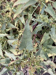 Atripliceae