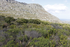 Mimetes fimbriifolius