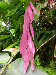 Saraca asoca