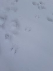 Junco