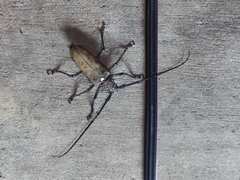Batocera rufomaculata