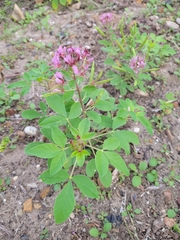 Polanisia dodecandra riograndensis