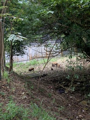 Sus scrofa moupinensis