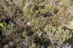 Diastella divaricata divaricata