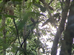 Trogon viridis