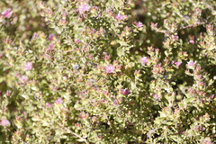Diastella divaricata divaricata