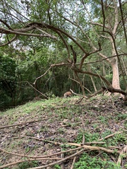 Sus scrofa moupinensis