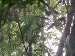 Trogon viridis