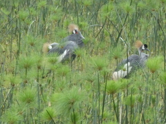 Balearica regulorum
