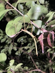 Leiophasmatinae