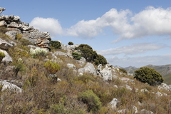 Mimetes fimbriifolius