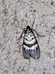 Heortia vitessoides