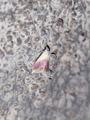 Eublemma cochylioides