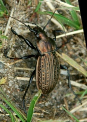 Carabus ulrichii