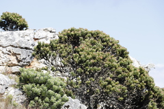 Mimetes fimbriifolius