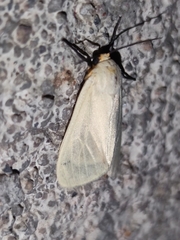 Pareuchaetes pseudoinsulata