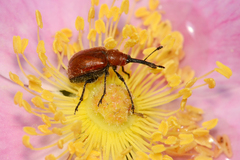 Merhynchites bicolor