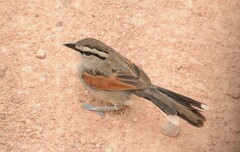 Tchagra australis