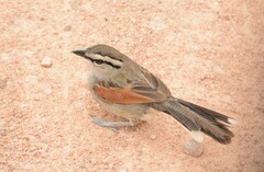 Tchagra australis