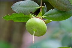 Sonneratia caseolaris