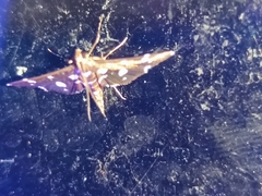 Bocchoris inspersalis