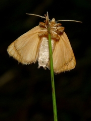 Apoda limacodes
