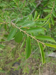 Grewia bicolor