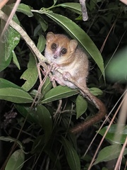 Microcebus lehilahytsara