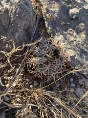 Echinocactus horizonthalonius