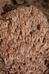 Ramaria botrytis
