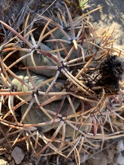 Echinocactus horizonthalonius