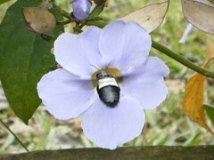 Thunbergia grandiflora