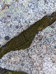 Hedwigia ciliata
