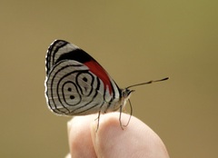 Diaethria