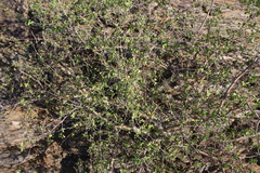 Commiphora